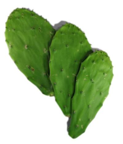 Nopal Nopales Kaktus 12,7-20,3 cm 