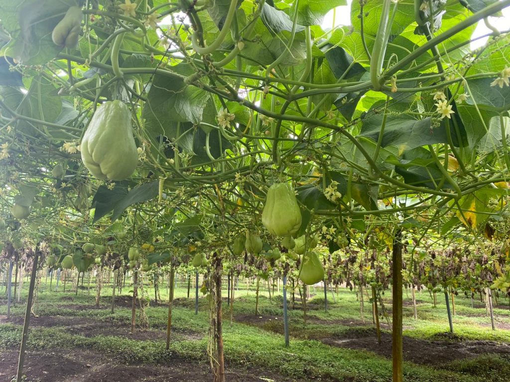 chayote El El Plants El Sol Brands chayote El El Plants El Sol Brands